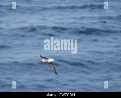 Fulmar nichant et se nourrissant le long de la côte nord écossaise Banque D'Images