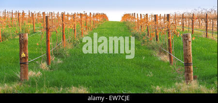 Les vignes dans la vallée de Barossa, Adélaïde, SA, Australie du Sud, Australie Banque D'Images