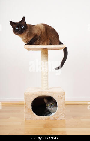 Deux chats sur cat tower Banque D'Images