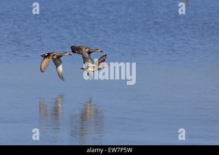 Le Canard chipeau (Anas strepera) UK GO Mai 2015 Banque D'Images