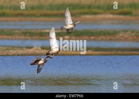 Le Canard chipeau (Anas strepera) UK GO Mai 2015 Banque D'Images