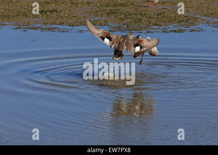 Le Canard chipeau (Anas strepera) Banque D'Images