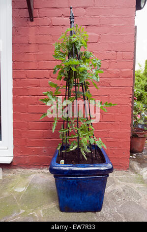 Plant de tomate en plus comme une plante ornementale dans un grand pot bleu avec le soutien de l'usine de métal Banque D'Images