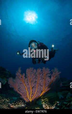 Plongeur féminin photographiant le corail sous l'eau, Ulong Channel, Palau, Micronésie Banque D'Images