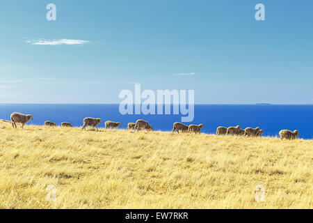 Moutons dans un champ, Kangaroo Island, Australie Banque D'Images