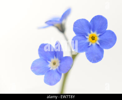 Forget-me-not Victoria Blue Flower isolated on White Background Banque D'Images