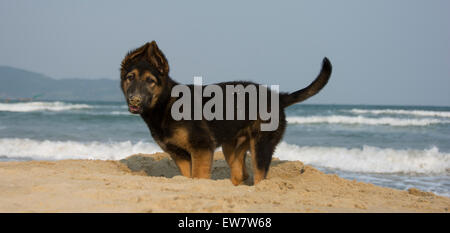 Chien Berger allemand noir brun sable plage adorable chiot mignon francs woof Banque D'Images