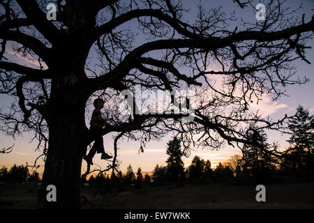 Silhouette d'un garçon assis dans un arbre au coucher du soleil, USA Banque D'Images