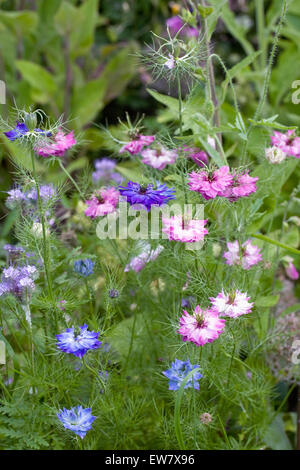 Nigella damascena persan 'Bijoux' fleurs. L'amour dans la brume. Banque D'Images