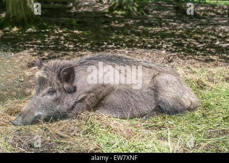 Le sanglier (Sus scrofa)