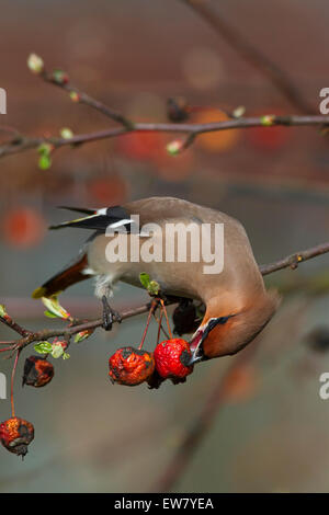 Jaseur boréal (Bombycilla garrulus) se nourrissant sur les pommettes en crabe européen pommier (Malus sylvestris) au printemps Banque D'Images