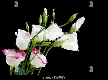 Beau bouquet de fleurs lisianthus sur noir Banque D'Images