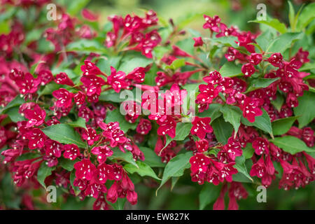 Arbuste Weigela red blossom close up Banque D'Images