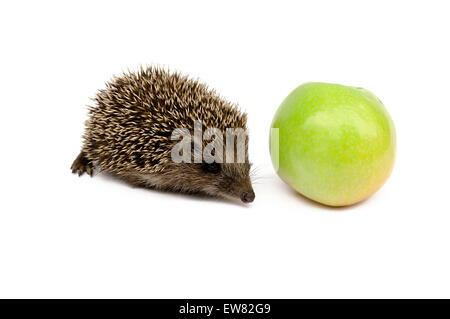 Hedgehog avec green apple Banque D'Images