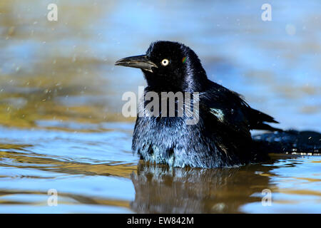 Baignade Un quiscale bronzé (Quiscalus quiscula), White Rock Lake, Dallas, Texas Banque D'Images