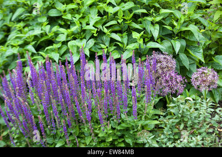 Linaria purpurea. Flower Purple toadflax Banque D'Images