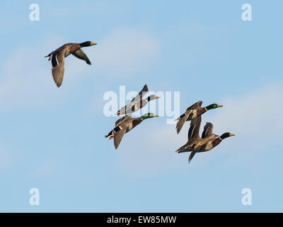 Un troupeau de canards colverts en vol Banque D'Images