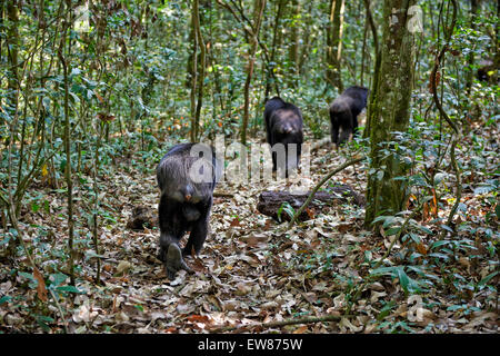 Le chimpanzé commun, Pan troglodytes, laissez-vous inspirer par le parc national de Kibale, en Ouganda, en Afrique, Portail Banque D'Images