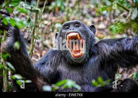 Le chimpanzé commun, Pan troglodytes, laissez-vous inspirer par le parc national de Kibale, en Ouganda, en Afrique, Portail Banque D'Images