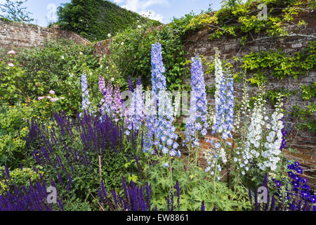 Jolie floraison delphiniums bleus dans un jardin clos à l'été, Surrey, England, UK Banque D'Images