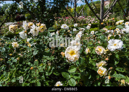 Arbuste semi-double rose 'Penelope', Surrey, UK Banque D'Images