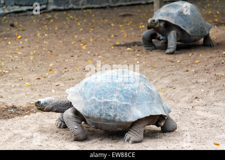 Deux tortues géantes sur l'île Isabela dans les îles Galapagos en Équateur Banque D'Images