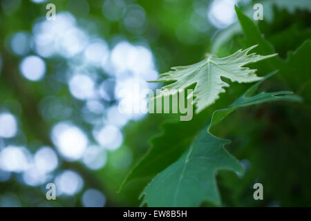 Les feuilles de platane Vert macro sur une branche Banque D'Images