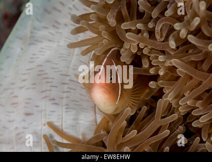 Poisson clown rose caché dans une anémone de mer magnifique Banque D'Images