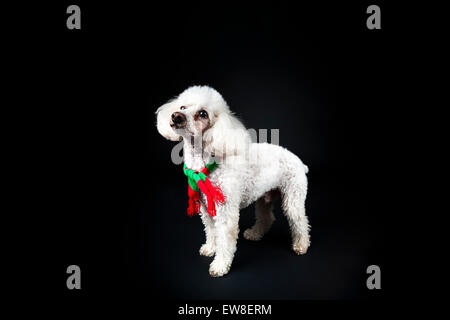 Bichon caniche mix portant foulard festive sur fond noir Banque D'Images