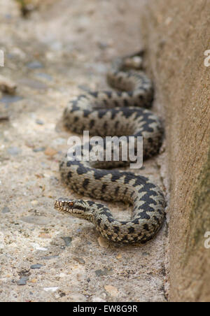Vipera berus Adder serpent male close up sur le béton Banque D'Images