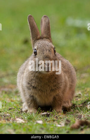 Kit de lapin Banque D'Images