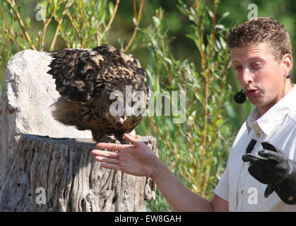 Grand owl (Bubo bubo) avec un gestionnaire d'oiseaux oiseaux l'avifaune au zoo, de démonstration et d'oiseau de proie raptor show Banque D'Images