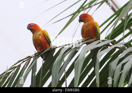 Paire de perruches Soleil d'Amérique du Sud ou les conures Soleil (Aratinga solstitialis) se percher dans un palmier Banque D'Images