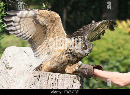 Grand owl (Bubo bubo) avec un gestionnaire d'oiseaux oiseaux l'avifaune au zoo, de démonstration et d'oiseau de proie raptor show Banque D'Images