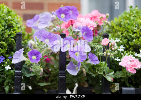 Les jardinières de fleurs attachées à balustrade Banque D'Images