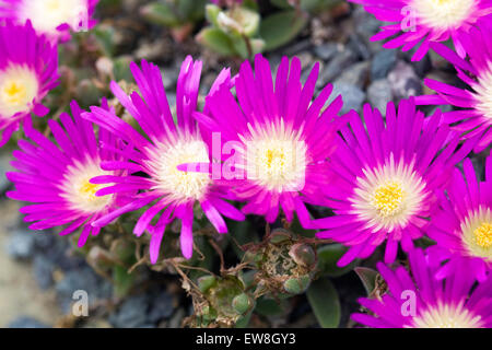 Delosperma sutherlandii fleurs en croissance dans un environnement protégé. Banque D'Images