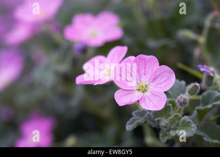 Erodium x variabile 'Roseum'. Storksbill fleurs. Banque D'Images