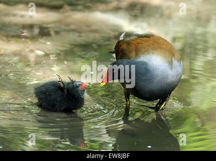 La Gallinule poule-d'oisillon mendier de la nourriture Banque D'Images