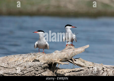 La sterne pierregarin, Sterna hirundo, deux oiseaux par l'eau, Roumanie, mai 2015 Banque D'Images