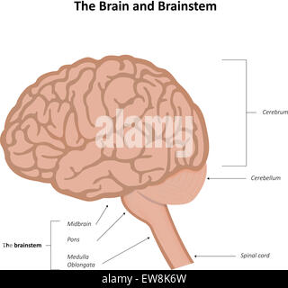 Le cerveau et le tronc cérébral Banque D'Images