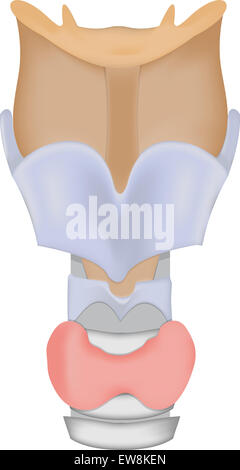 Le larynx et la glande thyroïde Banque D'Images