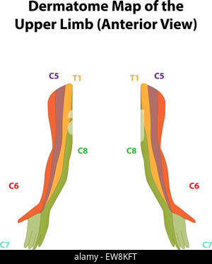 Dermatome Map du membre supérieur Banque D'Images