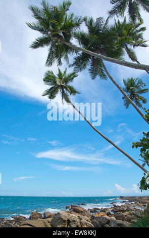 Des cocotiers et paysage rocheux à l'emplacement distant, Province du Sud, Sri Lanka, en Asie. Banque D'Images