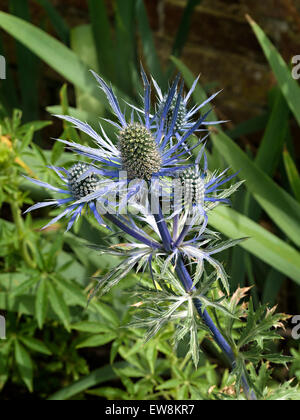 Soleil, mer bleu Eryngium Holly fleurs, libre, au Royaume-Uni. Banque D'Images