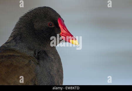 Gallinule poule-d'eau Gallinula chloropus close up Banque D'Images