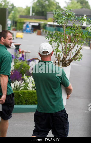 Wimbledon London,UK. 20 juin 2015. Le personnel au sol s'appliquer la touche finale que les préparatifs se poursuivent avant le début de l'année 2015, les Championnats de tennis de Wimbledon Banque D'Images