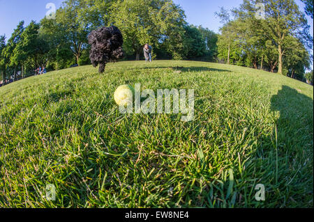 Un chien Chasse et attrape sa balle sur une summers à pied dans un parc de Londres Banque D'Images