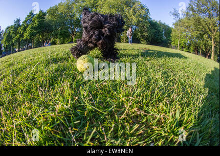 Un chien Chasse et attrape sa balle sur une summers à pied dans un parc de Londres Banque D'Images