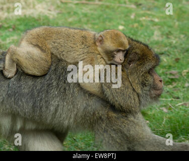 Singes Macaques de Barbarie, Trentham Monkey Forest. Banque D'Images