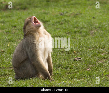 Singe macaque de barbarie, Trentham Monkey Forest. Banque D'Images